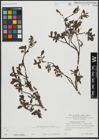 Foto von Salix alpina Scop.